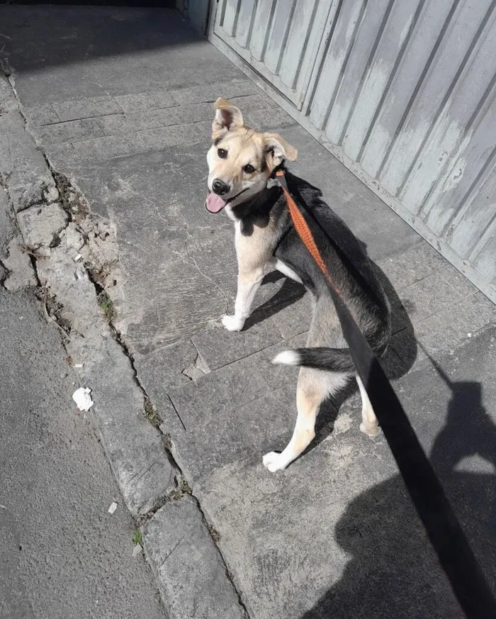 Cachorro raça SRD-ViraLata idade 1 ano nome Maria Helena Barbosa de Souza 