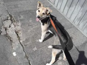 Cachorro raça SRD-ViraLata idade 1 ano nome Maria Helena Barbosa de Souza 