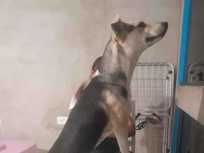 Cachorro raça SRD-ViraLata idade 1 ano nome Maria Helena Barbosa de Souza 