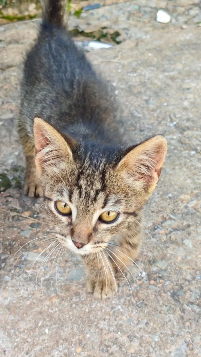 Gato raça SRD-ViraLata idade 2 a 6 meses nome Sem Nome