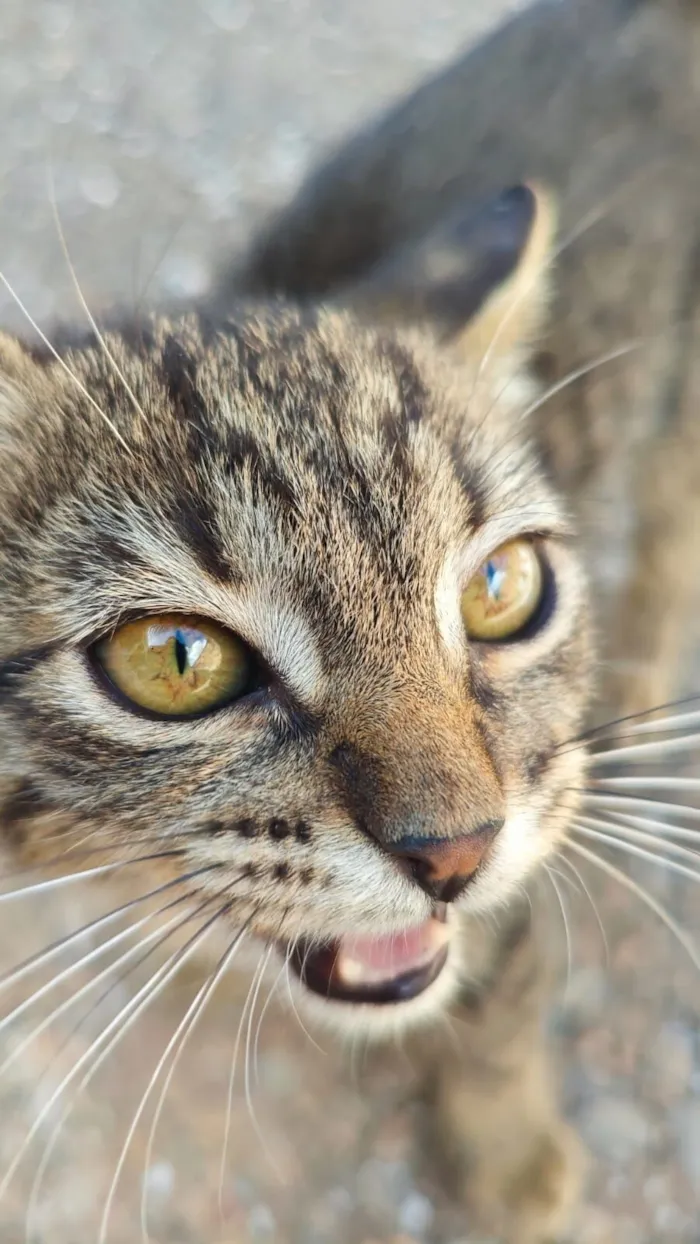 Gato raça SRD-ViraLata idade 2 a 6 meses nome Sem Nome