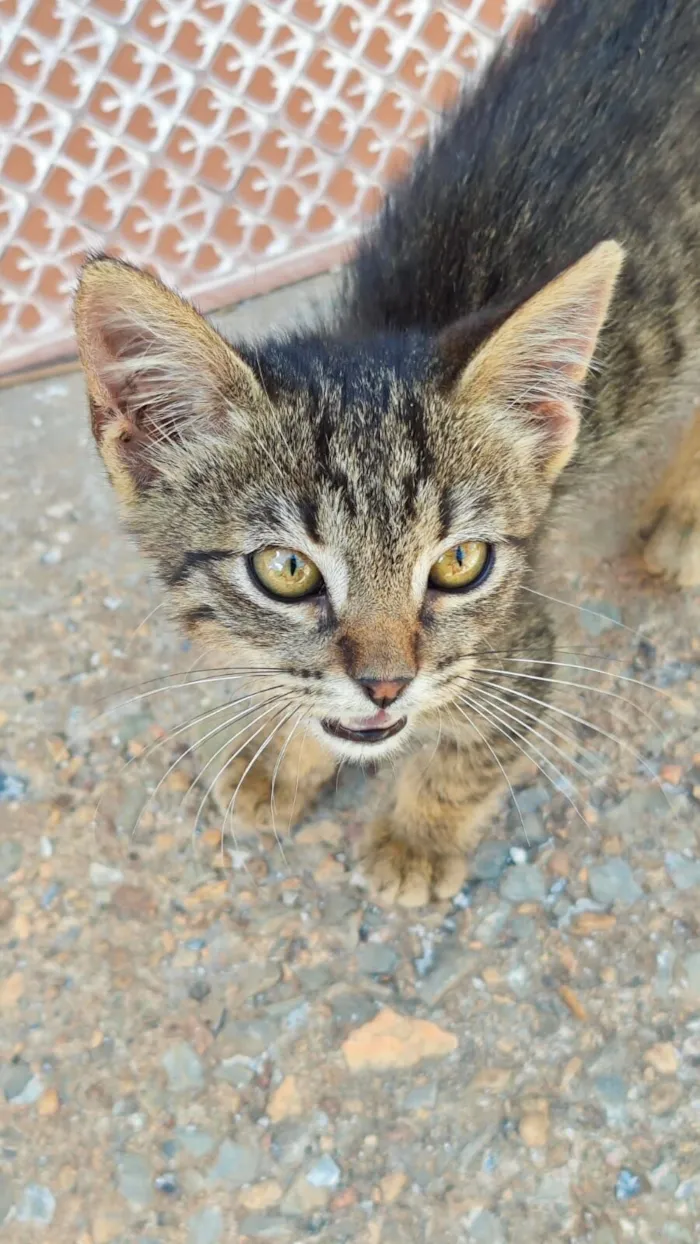 Gato raça SRD-ViraLata idade 2 a 6 meses nome Sem Nome