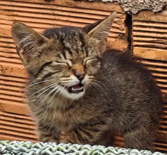 Gato raça SRD-ViraLata idade 2 a 6 meses nome Sem Nome