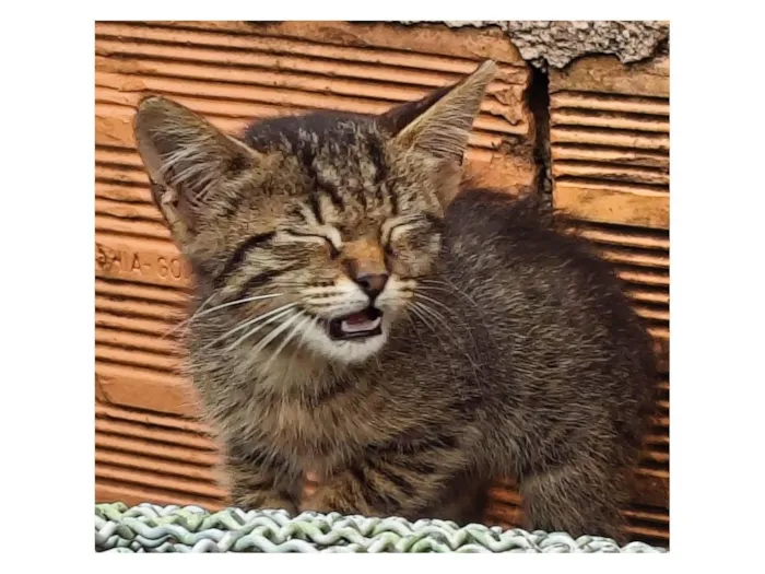 Gato raça SRD-ViraLata idade 2 a 6 meses nome Sem Nome