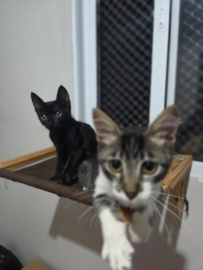 Gato raça SRD-ViraLata idade 2 a 6 meses nome Nanda