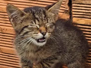 Gato raça SRD-ViraLata idade 2 a 6 meses nome Sem Nome