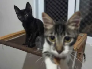 Gato raça SRD-ViraLata idade 2 a 6 meses nome Nanda