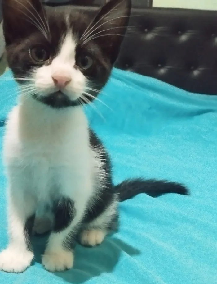 Gato raça SRD-ViraLata idade 2 a 6 meses nome Filhote fêmea