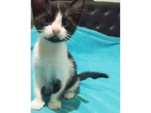 Gato raça SRD-ViraLata idade 2 a 6 meses nome Filhote fêmea