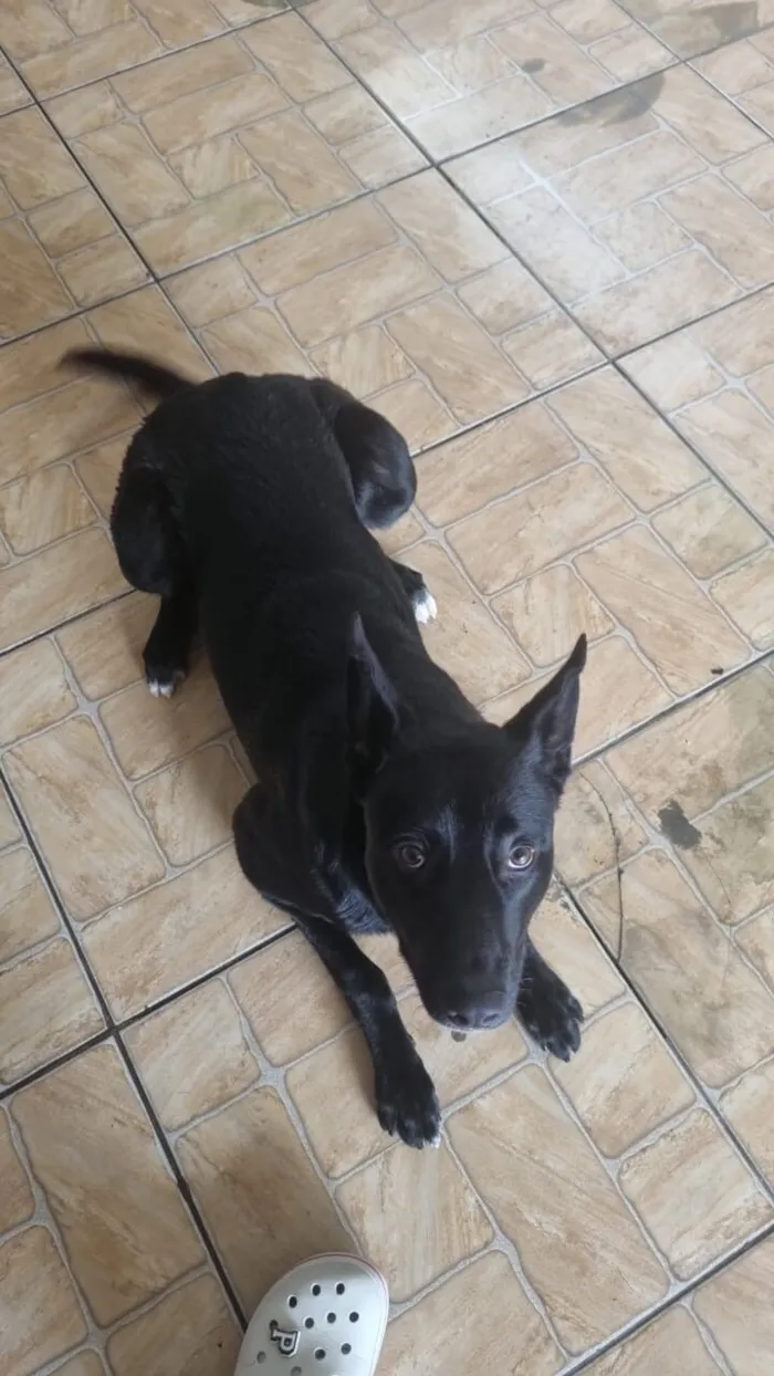 Cachorro raça SRD-ViraLata idade 1 ano nome Negão 