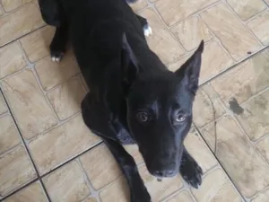 Cachorro raça SRD-ViraLata idade 1 ano nome Negão 
