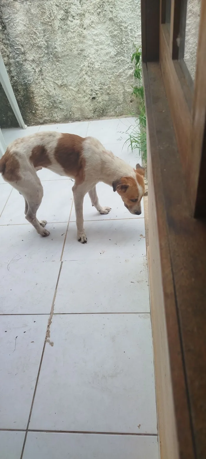 Cachorro raça SRD-ViraLata idade 2 anos nome Conhecido como Thor