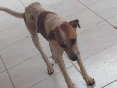 Cachorro raça SRD-ViraLata idade 2 anos nome Conhecido como Thor