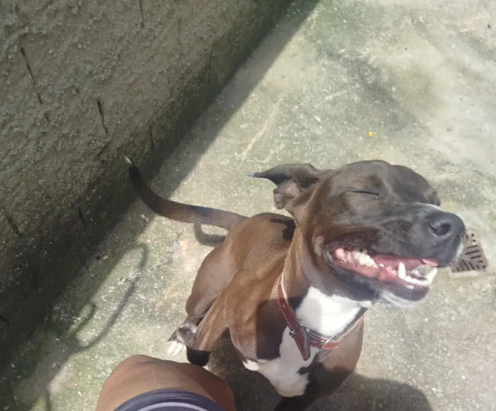 Cachorro raça SRD-ViraLata idade 7 a 11 meses nome Estrela