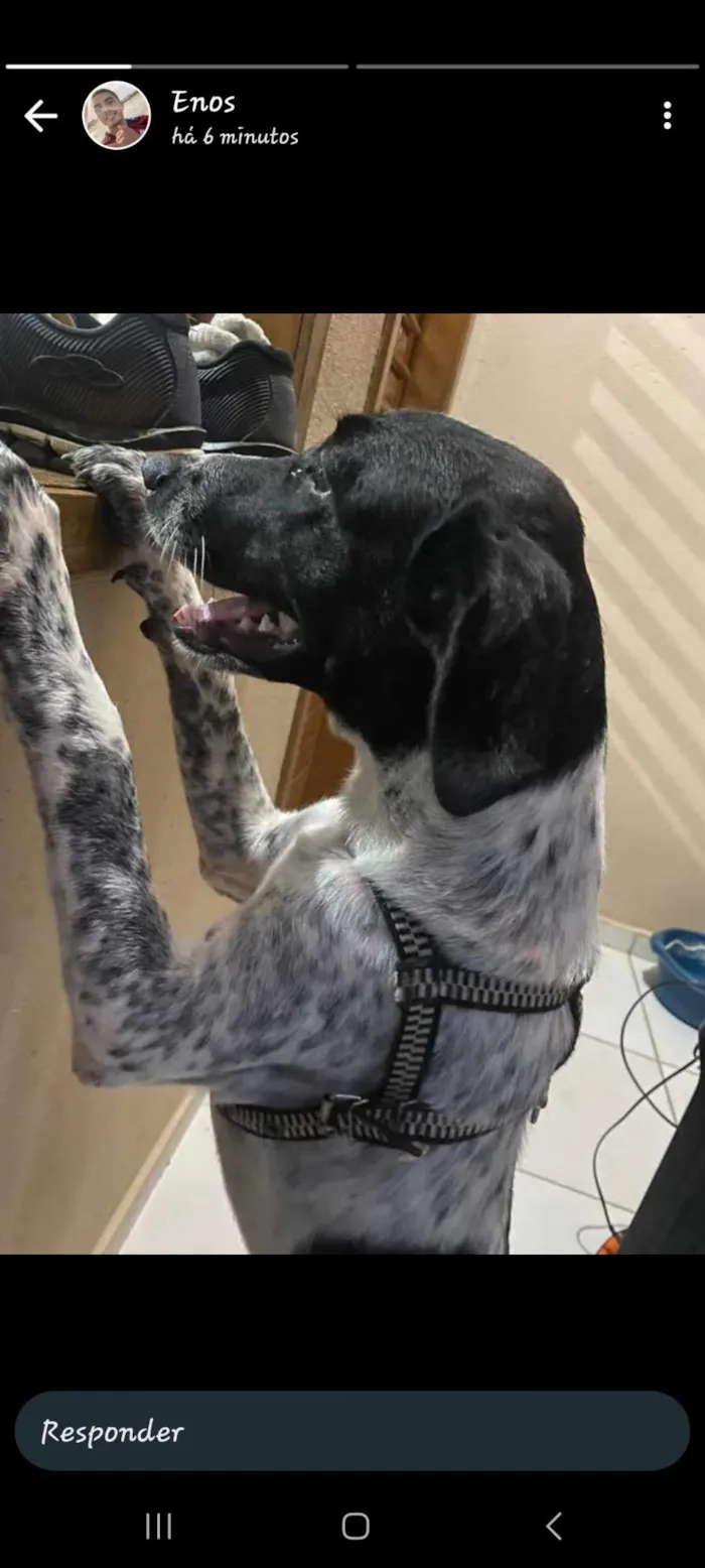 Cachorro raça SRD-ViraLata idade 2 anos nome conhecido como Fofão 