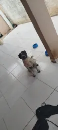 conhecido como Fofão 