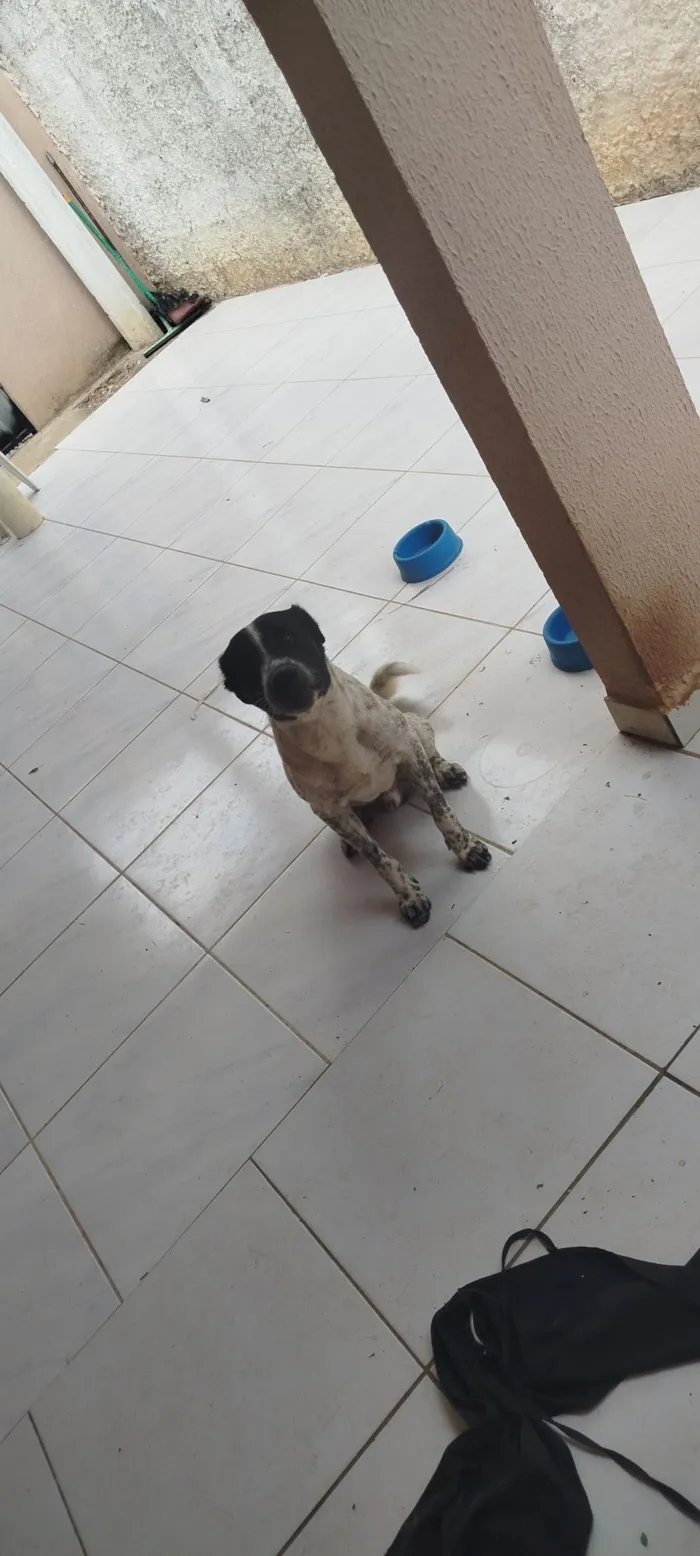 Cachorro raça SRD-ViraLata idade 2 anos nome conhecido como Fofão 