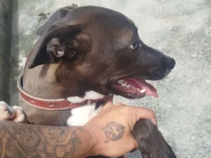 Cachorro raça SRD-ViraLata idade 7 a 11 meses nome Estrela