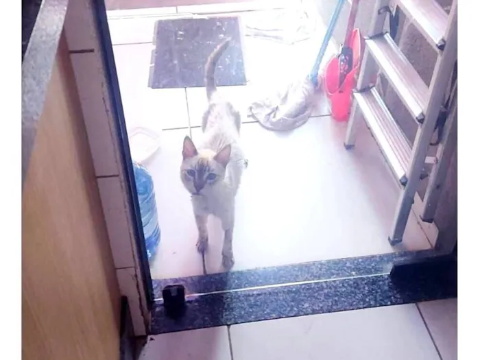 Gato raça SRD-ViraLata idade 2 anos nome Luz