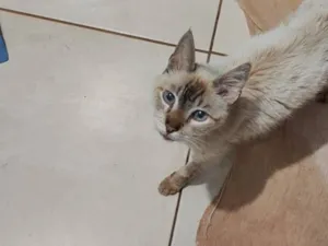 Gato raça SRD-ViraLata idade 2 anos nome Luz