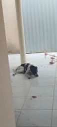 conhecido como Fofão 