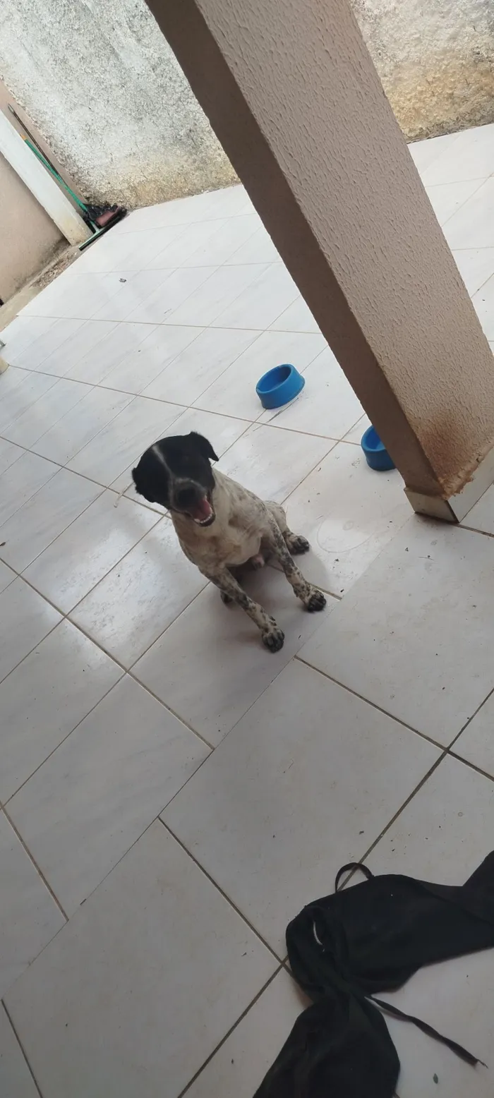 Cachorro raça SRD-ViraLata idade 2 anos nome conhecido como Fofão 