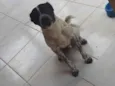 conhecido como Fofão 