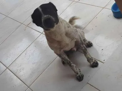 Cachorro raça SRD-ViraLata idade 2 anos nome conhecido como Fofão 