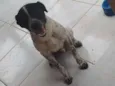 conhecido como Fofão 