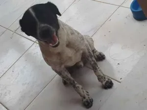 Cachorro raça SRD-ViraLata idade 2 anos nome conhecido como Fofão 