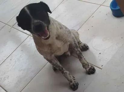 Cachorro raça SRD-ViraLata idade 2 anos nome conhecido como Fofão 