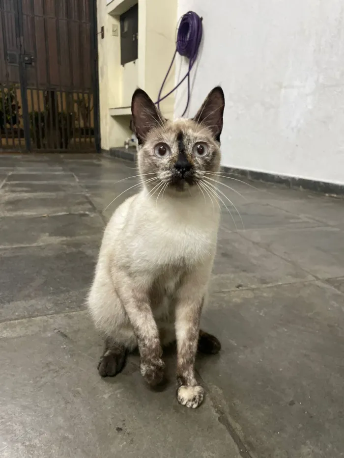 Gato raça SRD-ViraLata idade 2 a 6 meses nome Tapioca