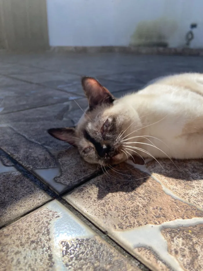 Gato raça SRD-ViraLata idade 2 a 6 meses nome Tapioca
