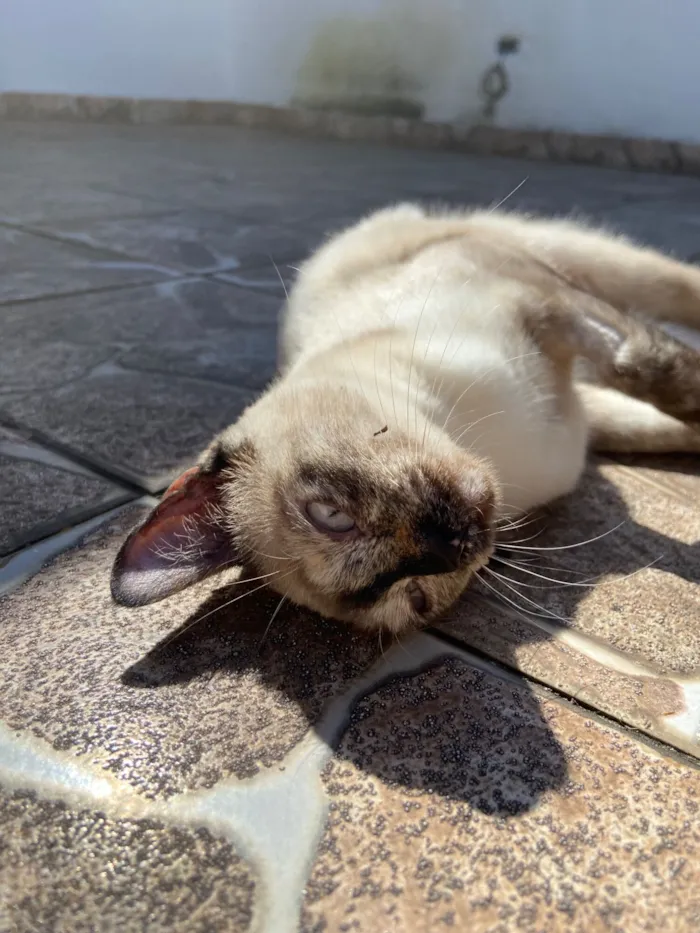 Gato raça SRD-ViraLata idade 2 a 6 meses nome Tapioca