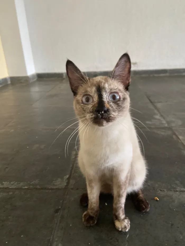 Gato raça SRD-ViraLata idade 2 a 6 meses nome Tapioca