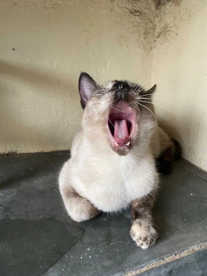 Gato raça SRD-ViraLata idade 2 a 6 meses nome Tapioca