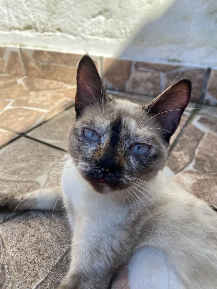 Gato raça SRD-ViraLata idade 2 a 6 meses nome Tapioca