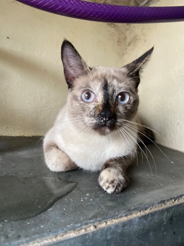 Gato raça SRD-ViraLata idade 2 a 6 meses nome Tapioca