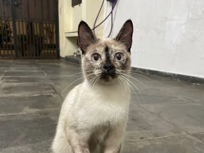 Gato raça SRD-ViraLata idade 2 a 6 meses nome Tapioca