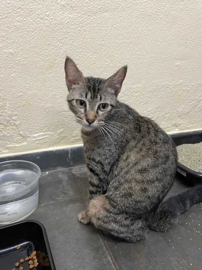 Gato raça SRD-ViraLata idade 7 a 11 meses nome Tigresa