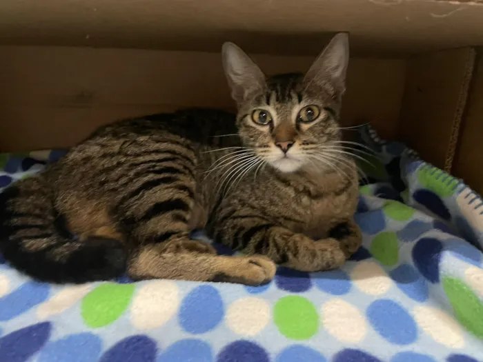 Gato raça SRD-ViraLata idade 7 a 11 meses nome Tigresa