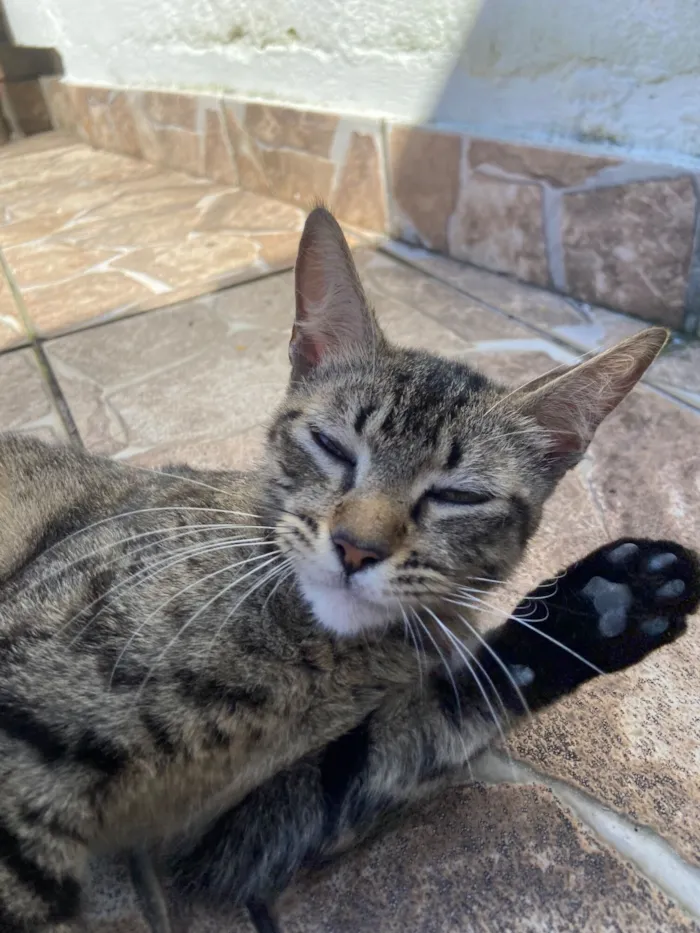 Gato raça SRD-ViraLata idade 7 a 11 meses nome Tigresa