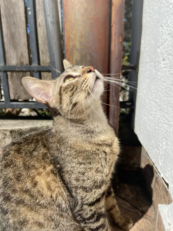 Gato raça SRD-ViraLata idade 7 a 11 meses nome Tigresa