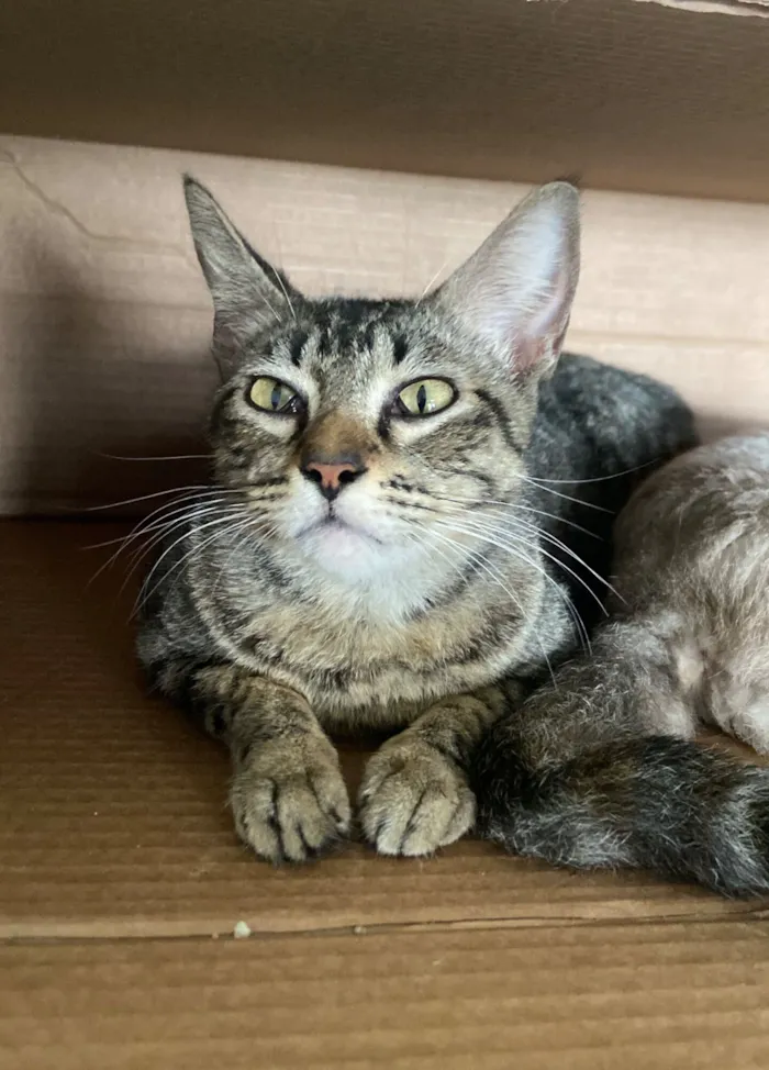 Gato raça SRD-ViraLata idade 7 a 11 meses nome Tigresa