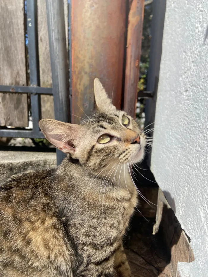 Gato raça SRD-ViraLata idade 7 a 11 meses nome Tigresa