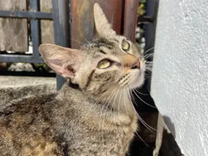 Gato raça SRD-ViraLata idade 7 a 11 meses nome Tigresa