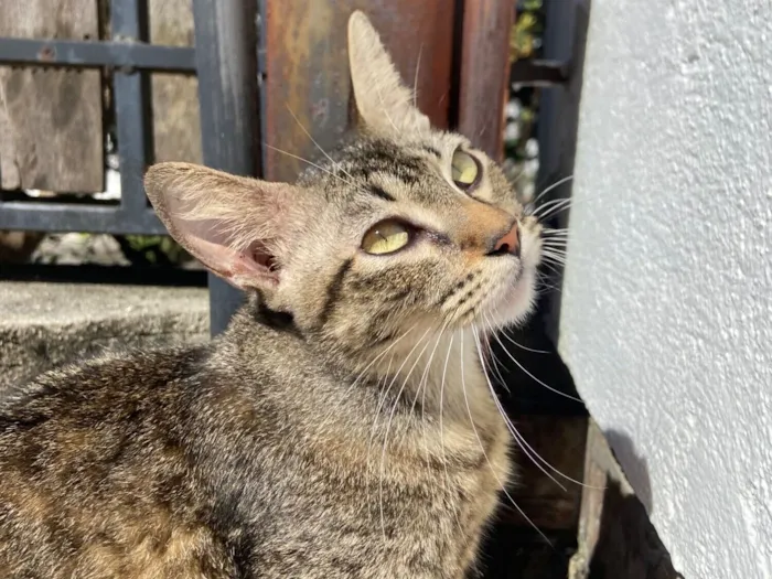 Gato raça SRD-ViraLata idade 7 a 11 meses nome Tigresa