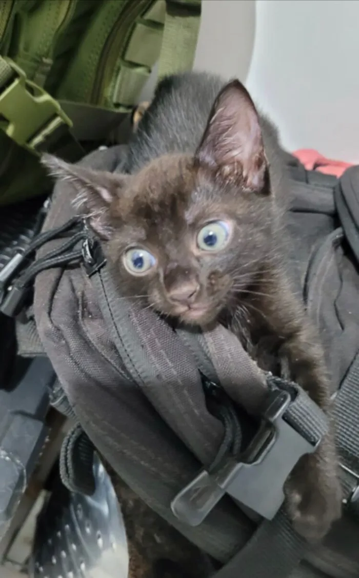 Gato raça SRD-ViraLata idade Abaixo de 2 meses nome Dorgineia