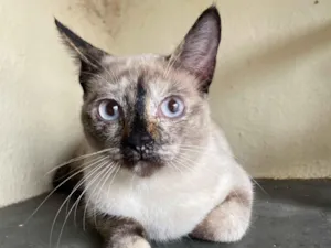 Gato raça SRD-ViraLata idade 2 a 6 meses nome Tapioca