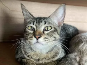 Gato raça SRD-ViraLata idade 7 a 11 meses nome Tigresa